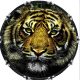 Cat Tiger 3