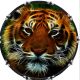 Cat Tiger Lights