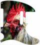 Chicken Look - Vintera '50s Tele