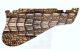 Crocodile Skin