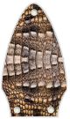Crocodile Skin
