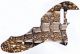 Crocodile Skin