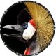Crowned Crane
