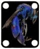 Cuckoo Wasp
