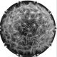 Dandelion 1