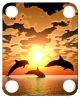Dolphin Sunset
