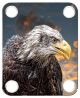 Eagle 1