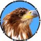 Eagle 2