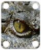 Eye Crocodile 1
