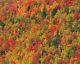 Fall Colors