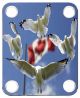 Canadian Gulls