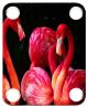 Flamingo 1