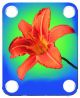 Flower 1