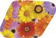 Flower Power