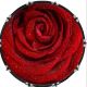 Flower Rose Wet