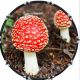 Funghi 1