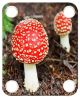 Funghi 1