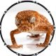 Gecko 2