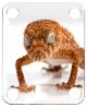 Gecko 2