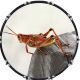 Grasshopper 1
