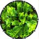 Green Growth 1