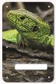 Green Lizard