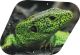 Green Lizard