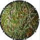 Herbs 1