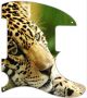 Jaguar Face