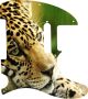 Jaguar Face - Vintera '60s Tele