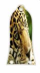 Jaguar Face