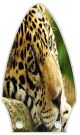 Jaguar Face