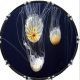 Jellyfish 1