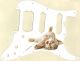 Kitten - HSS Shawbucker Elite Strat
