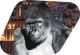 Kong