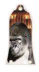 Kong