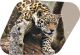 Leopard Decending Branch