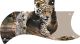 Leopard Decending Branch