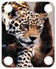Leopard Decending Branch