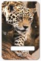 Leopard Decending Branch