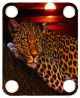 Leopard Night