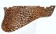Leopard Print 2