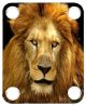 Lion 1