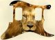 Lion 2
