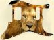 Lion 2