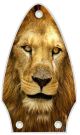 Lion 2