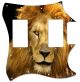 Lion 2