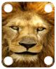 Lion 2