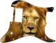 Lion 2