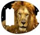 Lion 2